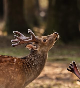 Portrait of a deer with nice entlers