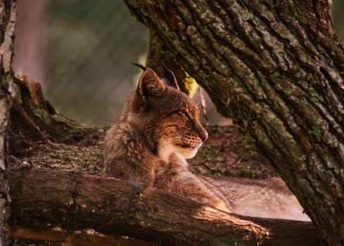 Lynx lying under a tree, sun shining on iits face
