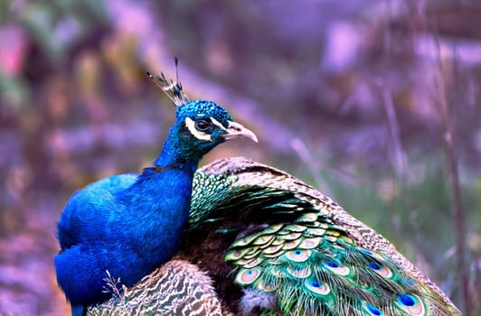 Peacock closeup, background digitally processed
