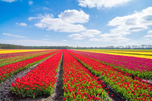 beautiful rows of blooming tulips in different colors in the netherlands