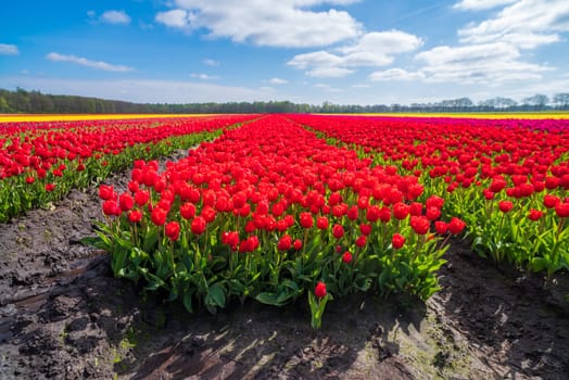 beautiful rows of blooming tulips in different colors in the netherlands