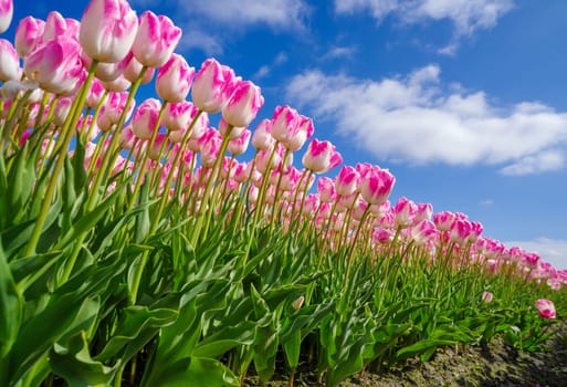 low angle view of beautiful pink tulips inthe netherlands