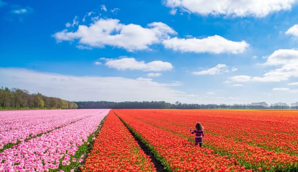 little girl walking in a field with blooming red tulips in the netherlands