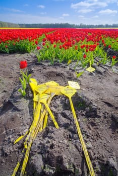 yellow markers with special tulip brands written on it