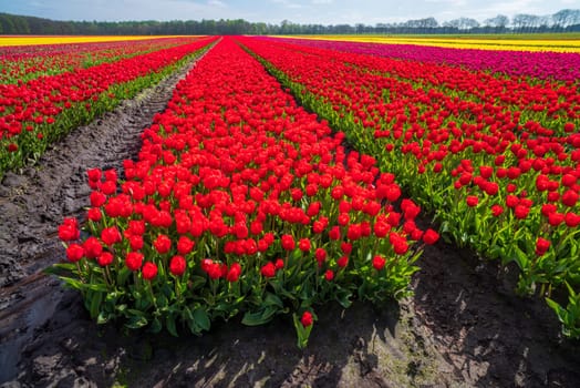 beautiful rows of blooming tulips in different colors in the netherlands