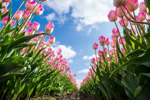 low angle view of beautiful pink tulips inthe netherlands