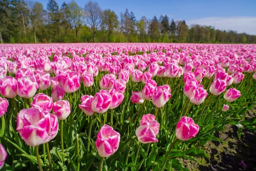 beautiful blooming pink tulip field in the netherlands