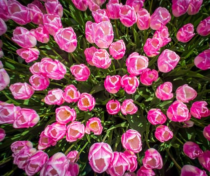 beautiful blooming pink tulip field in the netherlands