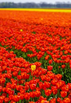 single yellow tulip in a field with red tulips