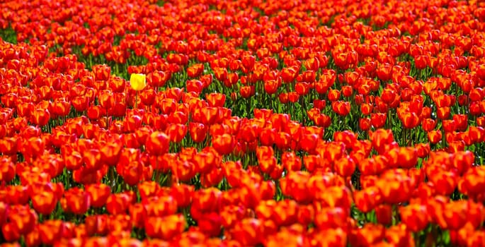 single yellow tulip in a field with red tulips