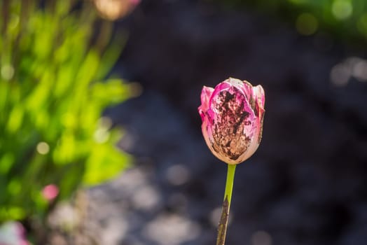 closeup of bright pink tulips in a tulip field