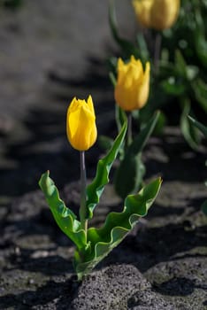 closeup of a few yellow tulips with typical ribbled leaves
