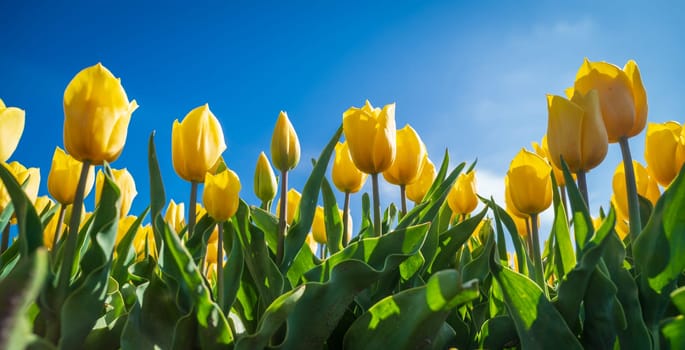 beautiful blooming yellow tulips in the netherlands