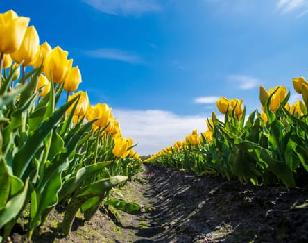 beautiful blooming yellow tulips in the netherlands