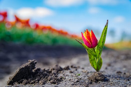 single red tulip in front of a blooming tulip field