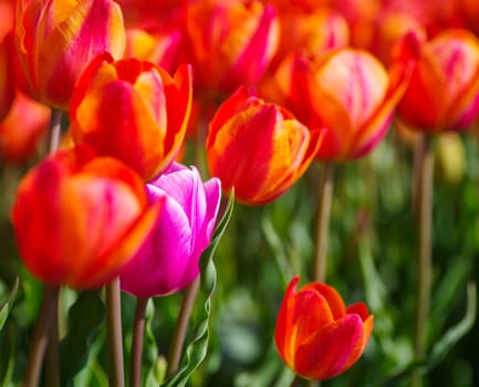 purple tulip in a field of red tulips