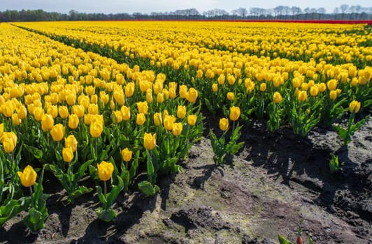 beautiful blooming yellow tulips in the netherlands