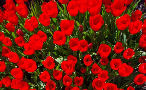 top down view of many red tulips in the netherlands