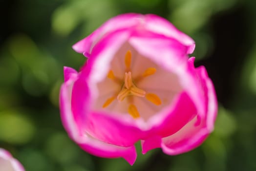 closeup of bright pink tulips in a tulip field