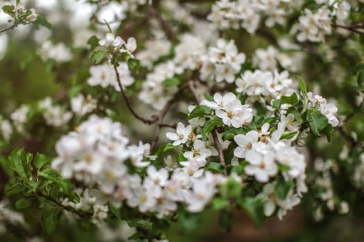 Shallow depth of focus, only few flowers in focus, Apple blossoms on tree branches in shade. Abstract spring background.
