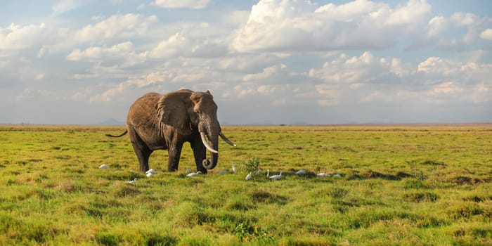 Single African bush elephant (Loxodonta africana) walking on savanna, white heron birds at its feet.