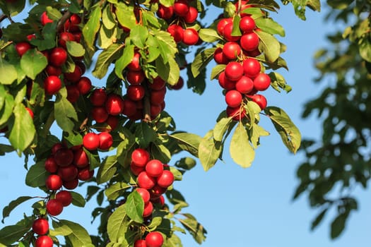 Red mirabele cherry plums (Prunus domestica syriaca) lit by sun, growing on wild tree.
