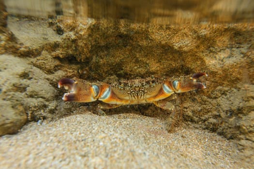 Underwater photo - warty crab (Eriphia verrucosa) hiding under rock in shallow water, chelae (claws) spread.