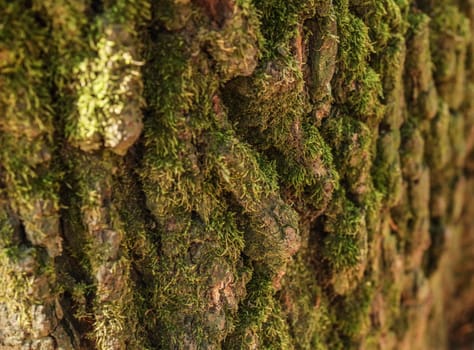 Detail of green moss growing on old tree bark.