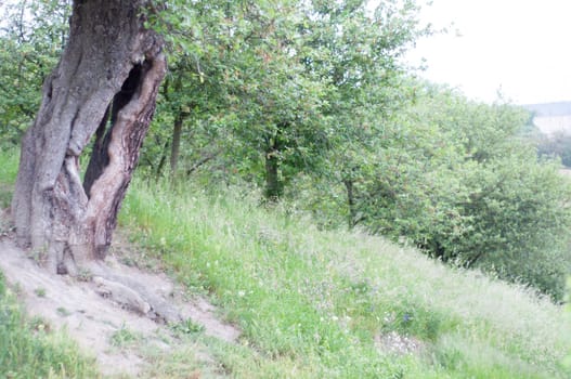 trunk tree in a green meadow