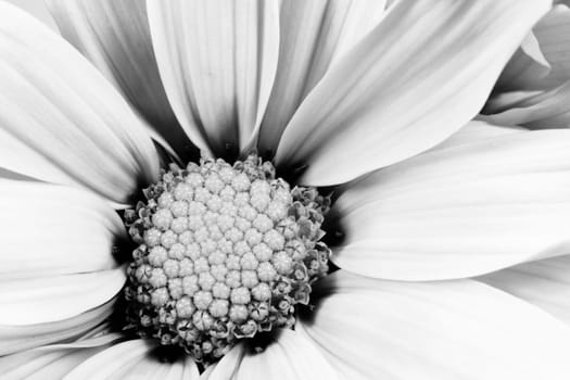 A black and white image of garden flora