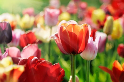 colorful tulip field in the morning sunlight