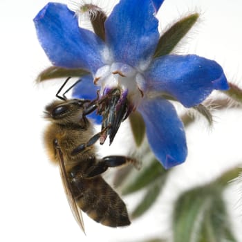 Biene  Anflug  Borretschbluete  Borretsch  Borago