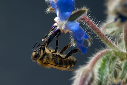 Biene  Anflug  Borretschbluete  Borretsch  Borago