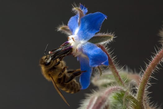 Biene  Anflug  Borretschbluete  Borretsch  Borago