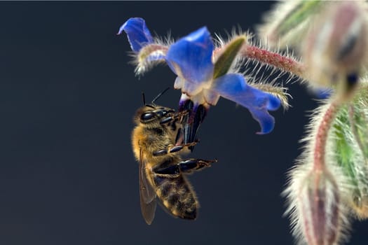 Biene  Anflug  Borretschbluete  Borretsch  Borago
