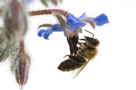 Biene  Anflug  Borretschbluete  Borretsch  Borago
