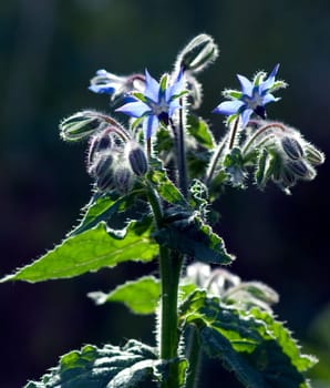 Biene  Anflug  Borretschbluete  Borretsch  Borago