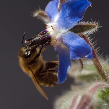 Biene  Anflug  Borretschbluete  Borretsch  Borago