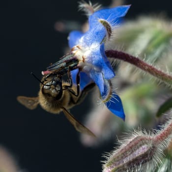 Biene  Anflug  Borretschbluete  Borretsch  Borago