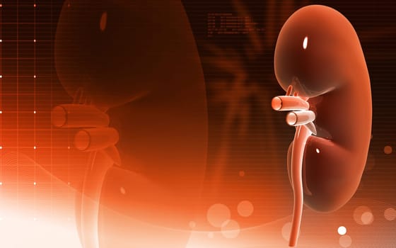 Digital illustration of kidney in colour background