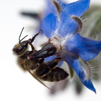 Biene  Anflug  Borretschbluete  Borretsch  Borago