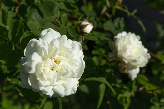 Two farmer's rose blossoms in a bed in the park