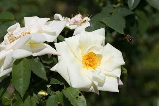 Yellow-white farmer's rose blossom with a bee in approach