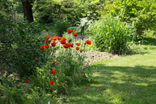 Poppy blossoms in a bed in the park