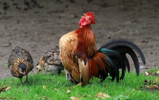 When the rooster crows...