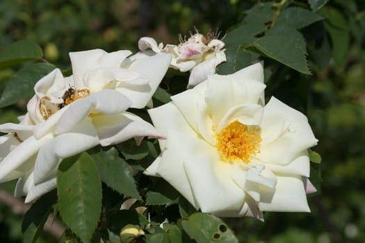 Two white farmer's roses with a bee