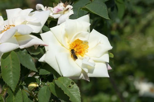 Two farmer's rose blossoms with a bee