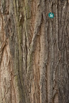 Rough tree bore with identification number 38 on a nail