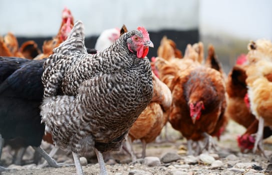 Chickens on traditional free range poultry farm.
