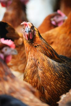 Chickens on traditional free range poultry farm.